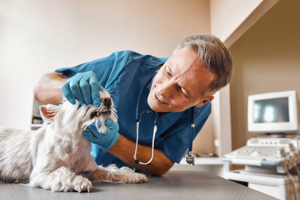 Best 24-Hour Emergency Dental Care in Twain Harte, CA